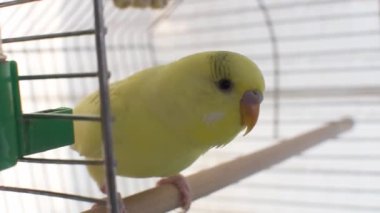 Kafesteki şirin sarı papağanı kapat.