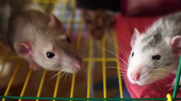 Close Cute Rats Cage — Stock Video