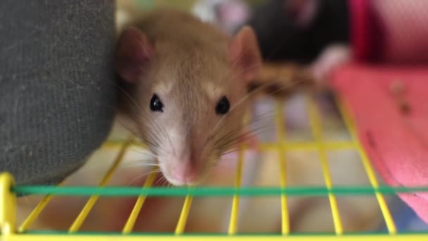 Rat Sniffing Space Peeping Out Cage — Stock Video