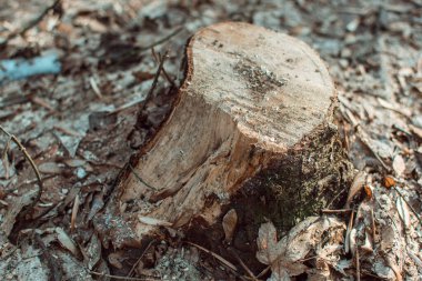 Kesilmiş ağacın kütüğü..