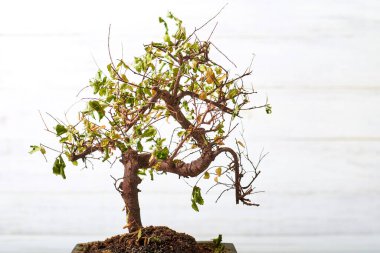 Beyaz ahşap arka planda kurumuş, ölü bonsai ağacı..