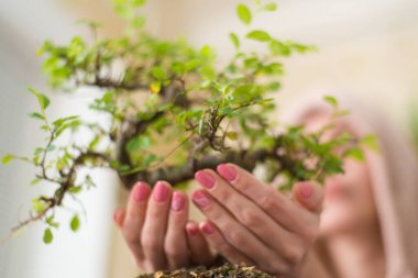 Bir kadın bonsai ağacı tutuyor..