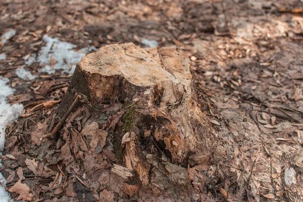 Souche Arbre Scié — Photo