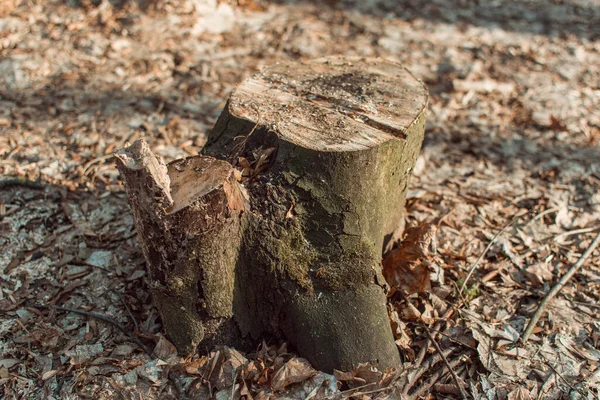 Tronco Del Árbol Aserrado — Foto de Stock