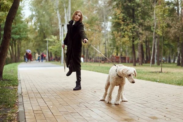 Sonbaharda parkta kaniş köpeğini gezdiren bir kadın. Köpek hanımefendiye tasma takıyor. Sonbahar manzarası.