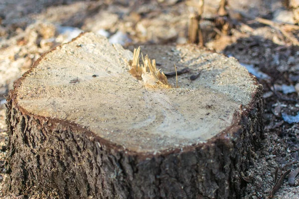 Pahýl Rozřezaného Stromu — Stock fotografie