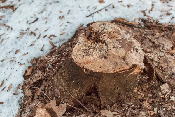 Tronco Del Árbol Aserrado — Foto de Stock