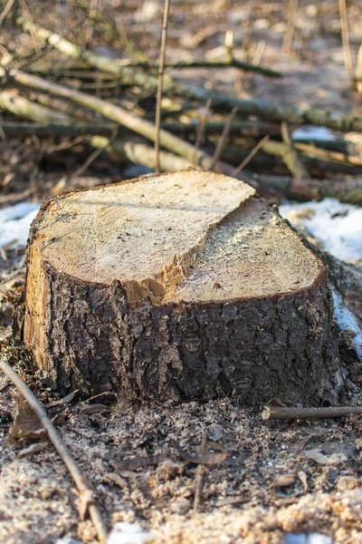 Tronco Del Árbol Aserrado — Foto de Stock