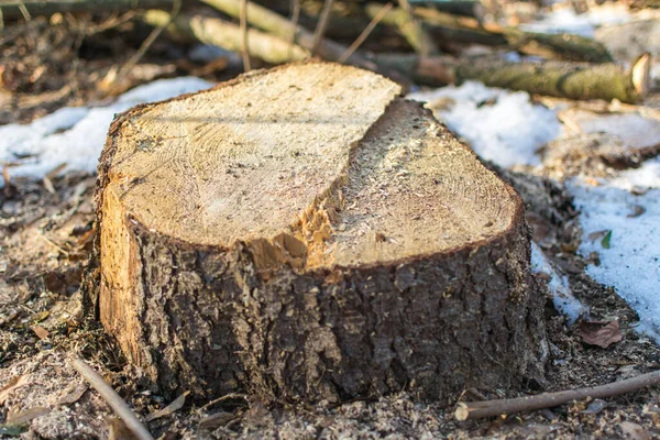 Pahýl Rozřezaného Stromu — Stock fotografie