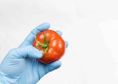 Beyaz arka planda lastik eldivenli bir el domates. GDO kavramı, sebzelerde ekolojik uyumluluk.