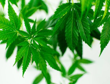 Yapraklar marihuana yetiştirir..