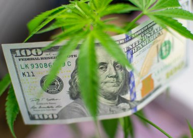 Marihuana ve para. Marihuana ve dolar yaprakları.