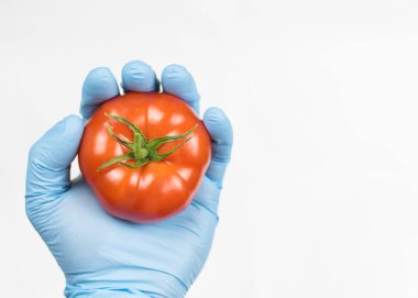 Beyaz arka planda lastik eldivenli bir el domates. GDO kavramı, sebzelerde ekolojik uyumluluk.