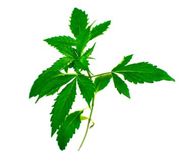 Beyaz arka planda kenevir mikrobu. İzole edilmiş.