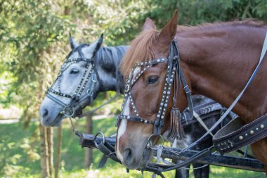 Güzel bir koşum takımında iki at.