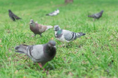 Ormanda yeşil çimenlikteki güvercinler.