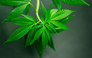 Esrar yaprakları siyah taş bir arka planda.