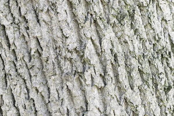 Textura Casca Uma Árvore — Fotografia de Stock