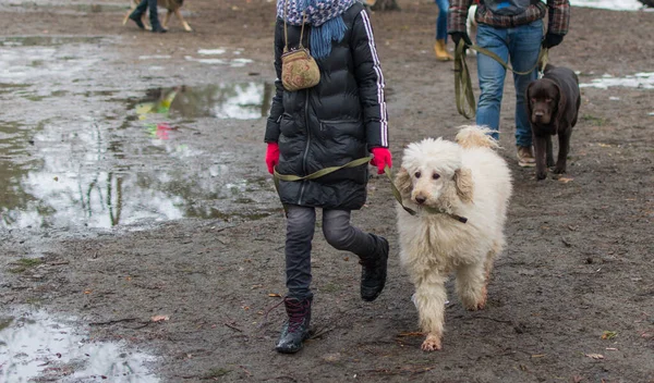 Gadis Itu Melatih Anjing Dalam Pelatihan — Stok Foto