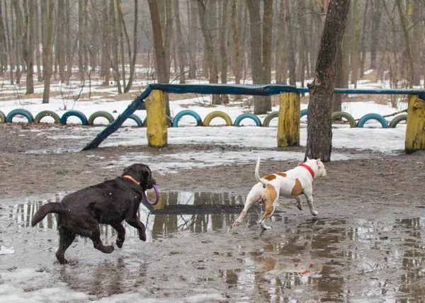 Cães Correm Por Brincam Mau Tempo Húmido Inverno — Fotografia de Stock