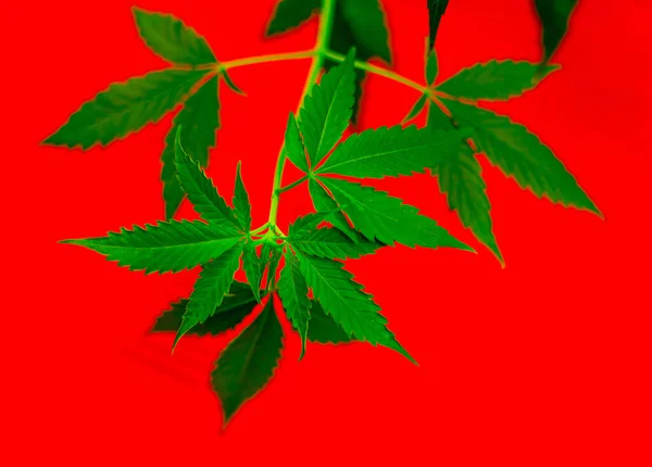 Leaves Marijuana Red Background — Stock Photo, Image