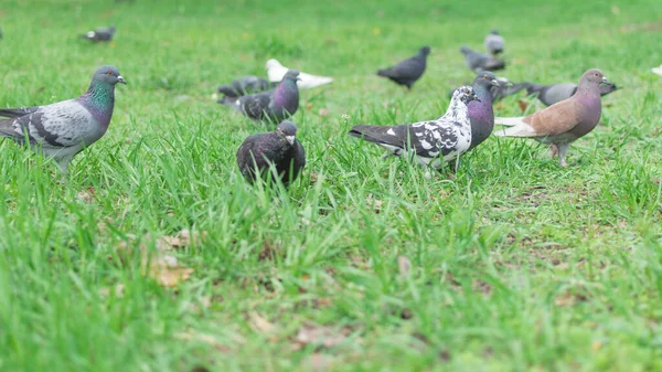 森林绿草上的鸽子 — 图库照片