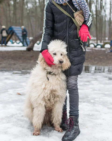 Een Meisje Een Hond Koninklijke Poedel Winter — Stockfoto