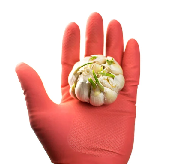 Σκόρδο Ένα Χέρι Ένα Λαστιχένιο Γάντι Λευκό Φόντο Απομονωμένοι Έννοια — Φωτογραφία Αρχείου