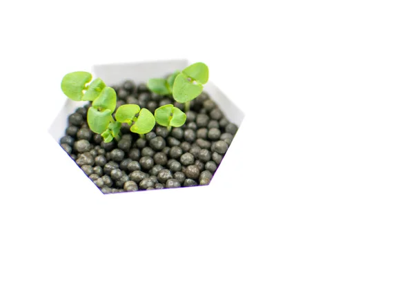 Jonge Groene Spruiten Witte Achtergrond — Stockfoto