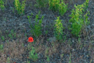 Taşların arka planında kırmızı haşhaş.