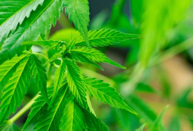 Yapraklar marihuana yetiştirir..