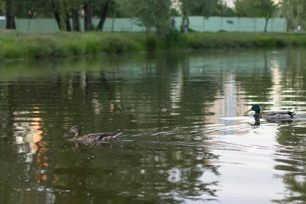 Утки Плавают Озеру Вечером — стоковое фото