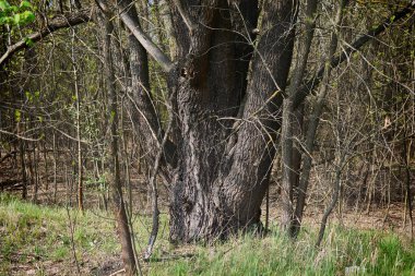 Kaynamış ağaçlar. Birkaç gövdesi olan bir ağaç..