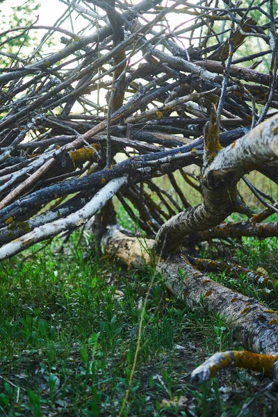 Cabane Faite Branches Arbres Secs — Photo