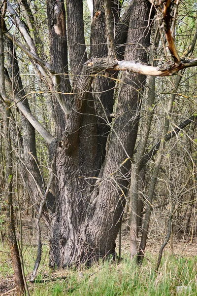 Arbres Fusionnés Arbre Avec Plusieurs Troncs — Photo