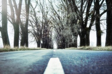 Hiçliğe giden yol. Kuru, uzun ağaçların durduğu bir yol..