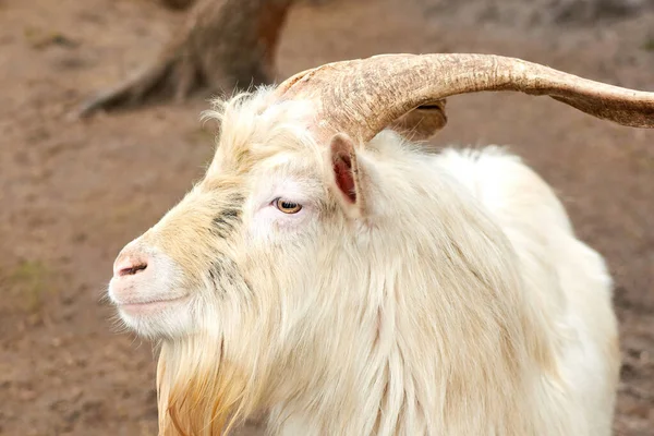 白いヤギの顔 動物繁殖の概念 — ストック写真