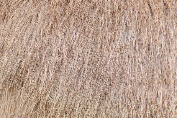 Background Wool Animal Hair Light Color — Stock Photo, Image