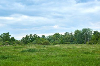 Doğadaki bir köpeğin portresi. Yukarıdan bak. Büyük kraliyet kanişi budanmış.