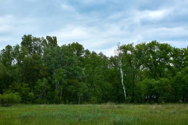 Doğadaki bir köpeğin portresi. Yukarıdan bak. Büyük kraliyet kanişi budanmış.