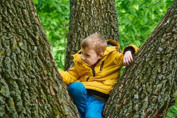 Niño Está Sentado Árbol Actividad Recreación Aire Libre — Foto de Stock