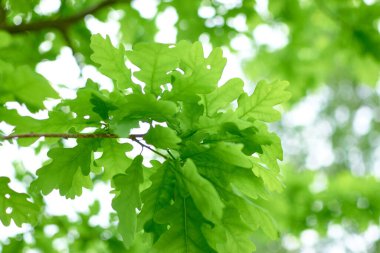 Yeşil yapraklı meşe dalları.