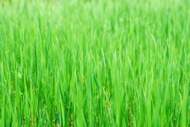 Kalın yeşil çimenler. Arkaplan olarak kullanılabilir.