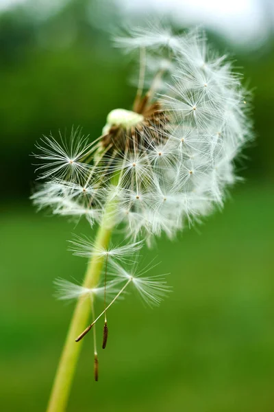 Macro Dandelion Flor Sobre Fundo Verde — Fotografia de Stock