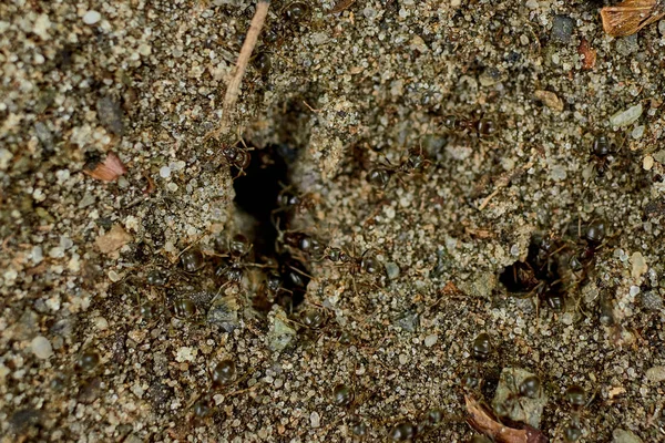 Horní Pohled Mravence Burrowse Domov Mravenců — Stock fotografie
