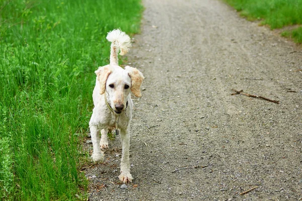Köpek ormanda yol boyunca koşar. Büyük kraliyet kanişi evrim geçirecek..