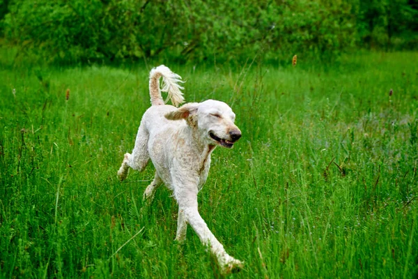 Cão Corre Relva Verde Grande Poodle Real Desenvolverá Gramado — Fotografia de Stock