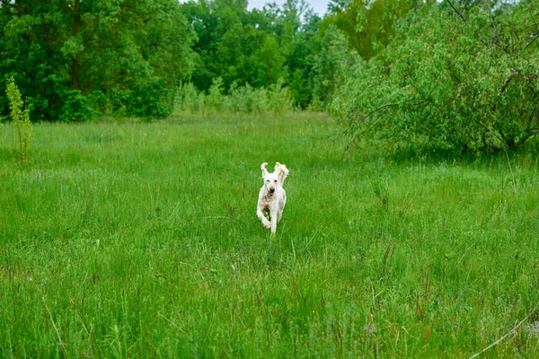 Dog Runs Green Grass Large Royal Poodle Develop Lawn — Stock Photo, Image