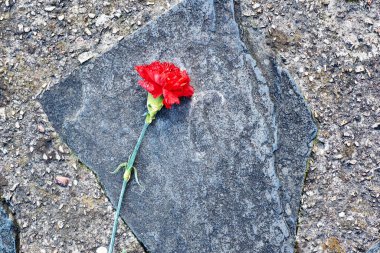 Karanfil çiçeği betonun üzerine serilmiş. Anma tabağında çiçek.