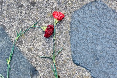 Karanfil çiçeği betonun üzerine serilmiş. Anma tabağında çiçek.